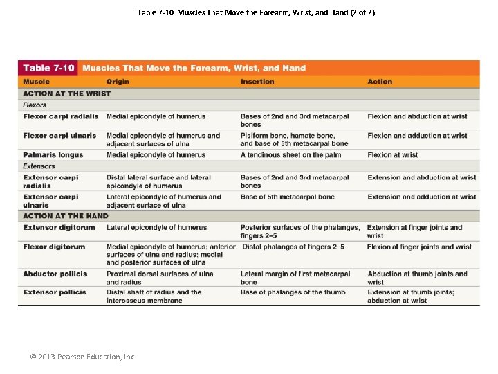 Table 7 -10 Muscles That Move the Forearm, Wrist, and Hand (2 of 2)