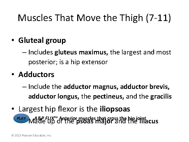 Muscles That Move the Thigh (7 -11) • Gluteal group – Includes gluteus maximus,