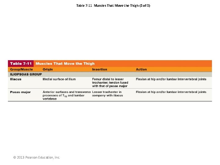 Table 7 -11 Muscles That Move the Thigh (3 of 3) © 2013 Pearson