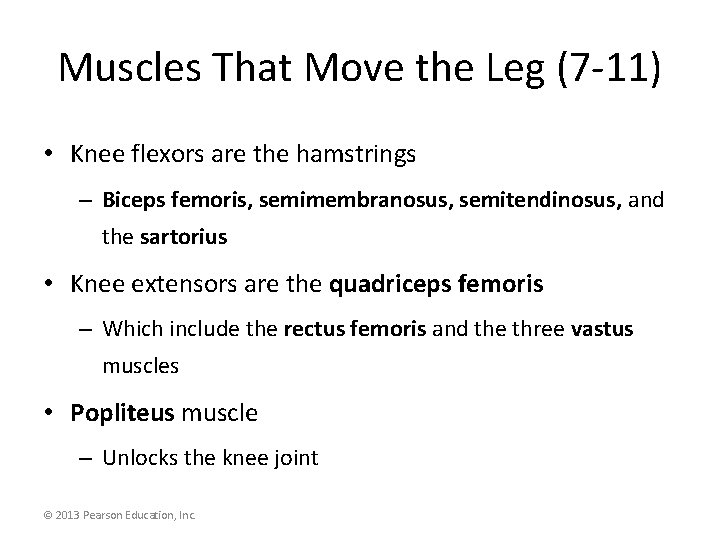 Muscles That Move the Leg (7 -11) • Knee flexors are the hamstrings –