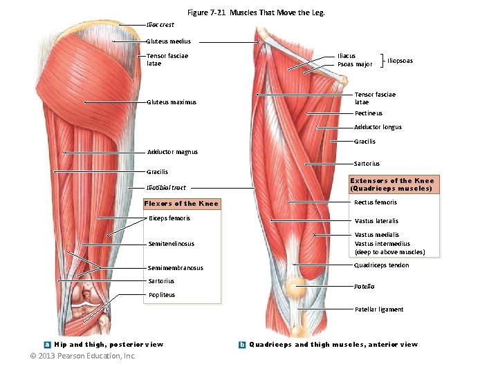 Figure 7 -21 Muscles That Move the Leg. Iliac crest Gluteus medius Tensor fasciae