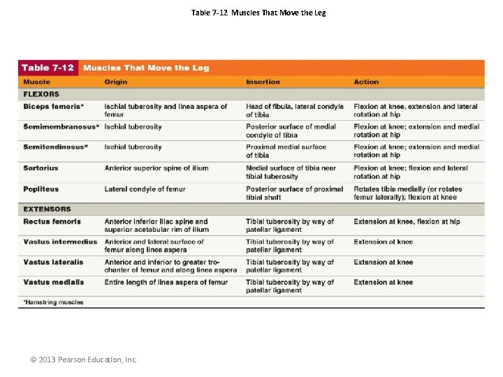 Table 7 -12 Muscles That Move the Leg © 2013 Pearson Education, Inc. 