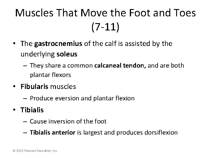 Muscles That Move the Foot and Toes (7 -11) • The gastrocnemius of the