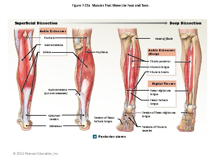 Figure 7 -22 a Muscles That Move the Foot and Toes. Superficial Dissection Deep