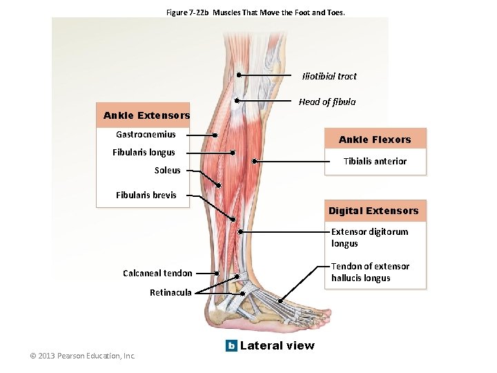 Figure 7 -22 b Muscles That Move the Foot and Toes. Iliotibial tract Head