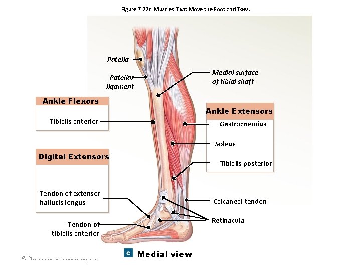 Figure 7 -22 c Muscles That Move the Foot and Toes. Patella Medial surface