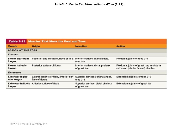 Table 7 -13 Muscles That Move the Foot and Toes (2 of 2) ©