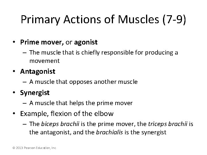 Primary Actions of Muscles (7 -9) • Prime mover, or agonist – The muscle