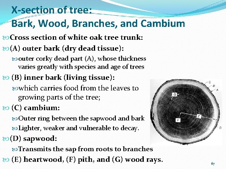 X-section of tree: Bark, Wood, Branches, and Cambium Cross section of white oak tree