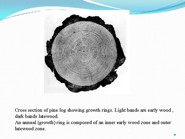 Cross section of pine log showing growth rings. Light bands are early wood ,