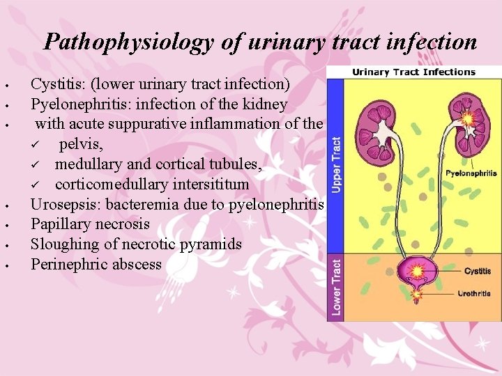 Pathophysiology of urinary tract infection • • Cystitis: (lower urinary tract infection) Pyelonephritis: infection