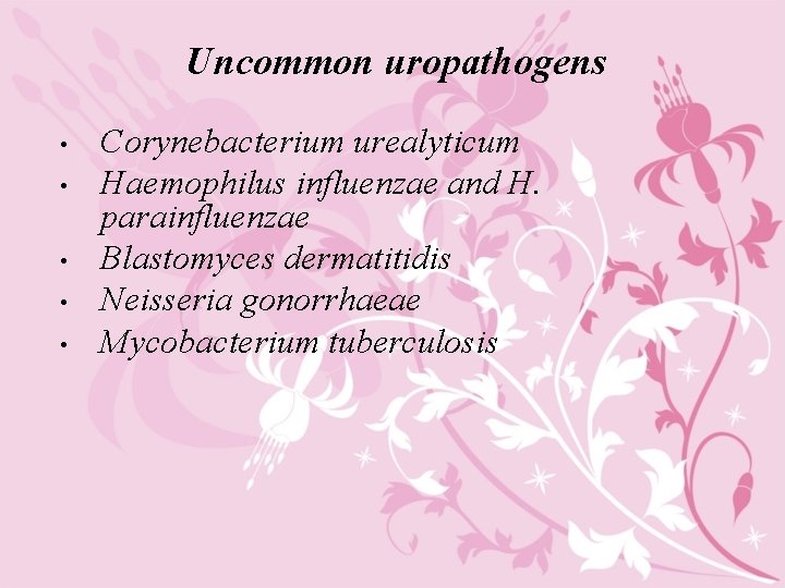 Uncommon uropathogens • • • Corynebacterium urealyticum Haemophilus influenzae and H. parainfluenzae Blastomyces dermatitidis