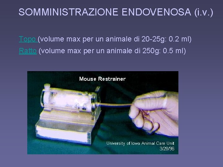 SOMMINISTRAZIONE ENDOVENOSA (i. v. ) Topo (volume max per un animale di 20 -25