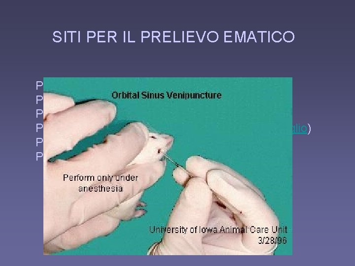 SITI PER IL PRELIEVO EMATICO Prelievo dalla vena della coda (ratto, topo) Prelievo dalla