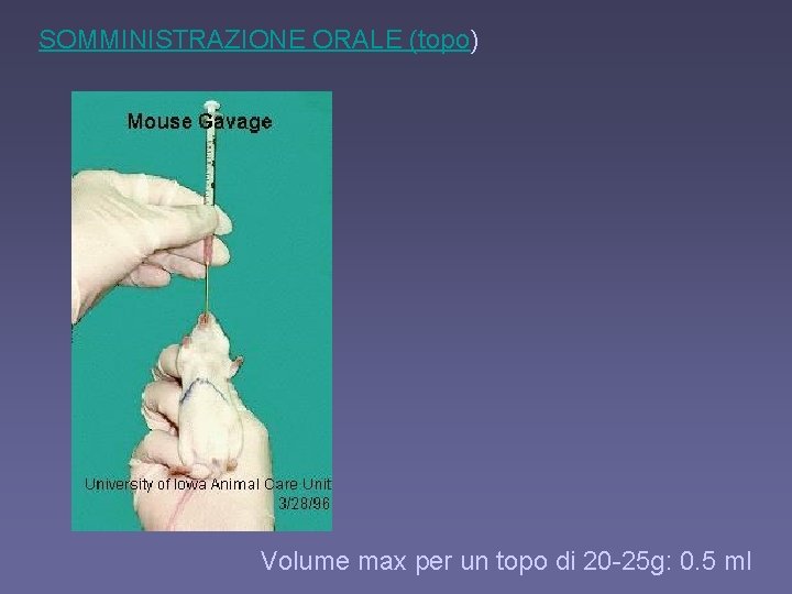 SOMMINISTRAZIONE ORALE (topo) Volume max per un topo di 20 -25 g: 0. 5