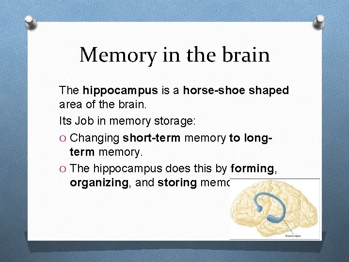 Memory in the brain The hippocampus is a horse-shoe shaped area of the brain.