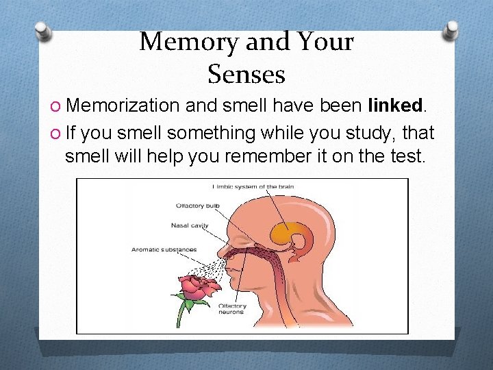 Memory and Your Senses O Memorization and smell have been linked. O If you