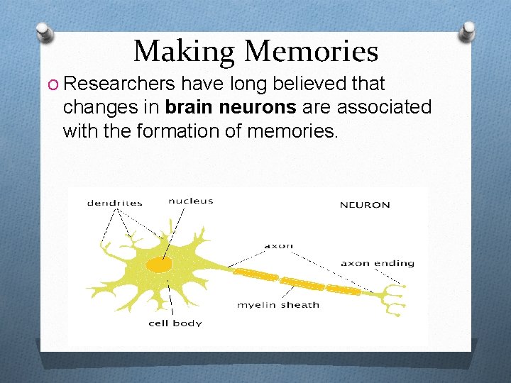 Making Memories O Researchers have long believed that changes in brain neurons are associated Making Memories O Researchers have long believed that changes in brain neurons are associated