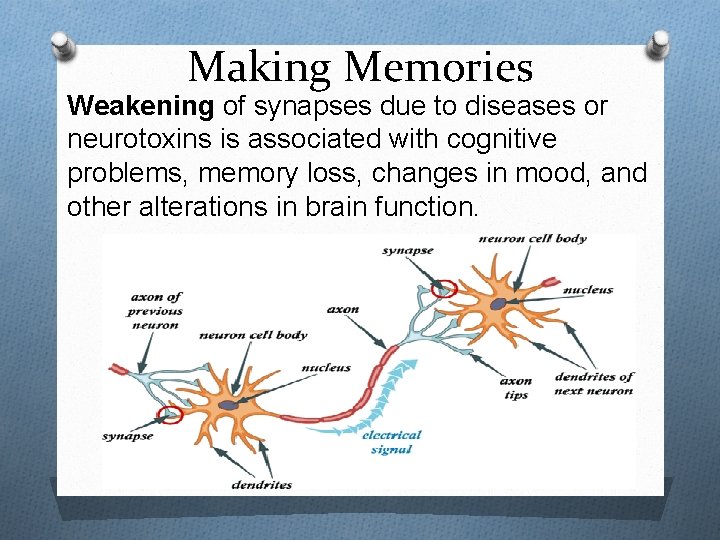 Making Memories Weakening of synapses due to diseases or neurotoxins is associated with cognitive