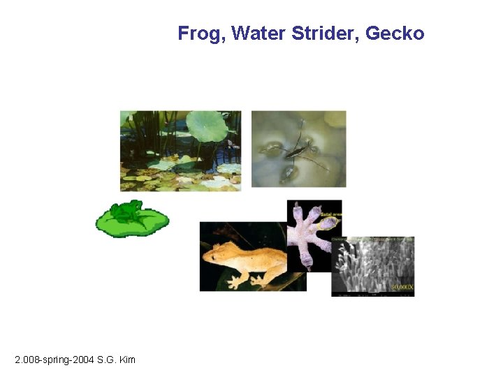 Frog, Water Strider, Gecko 2. 008 -spring-2004 S. G. Kim 