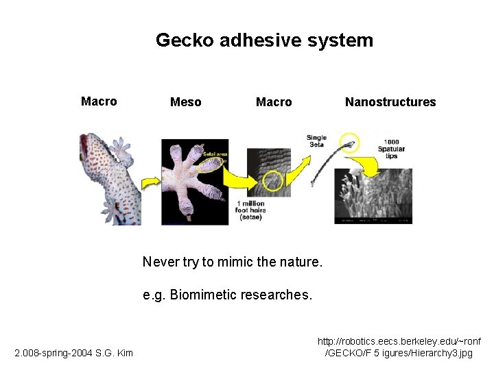 Gecko adhesive system Macro Meso Macro Nanostructures Never try to mimic the nature. e.