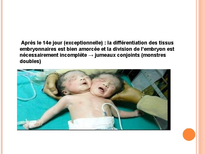 Après le 14 e jour (exceptionnelle) : la différentiation des tissus embryonnaires est bien