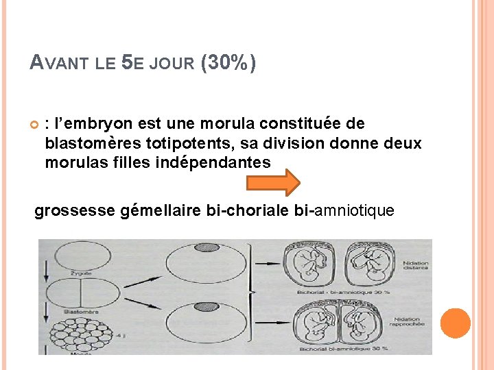 AVANT LE 5 E JOUR (30%) : l’embryon est une morula constituée de blastomères