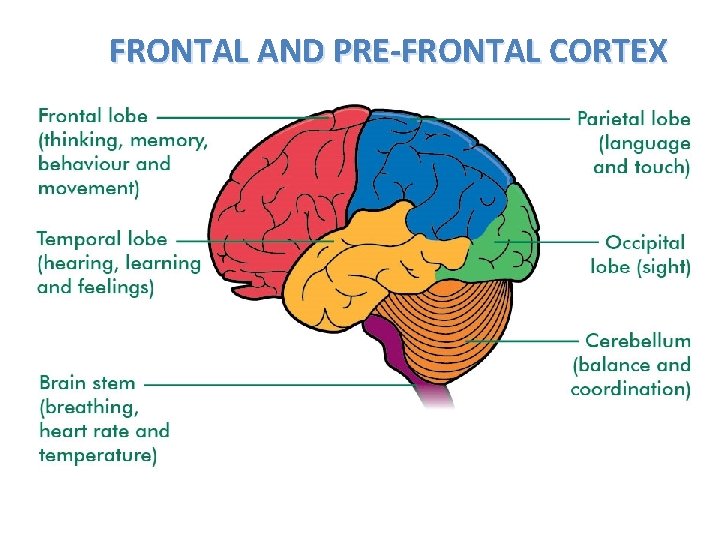 FRONTAL AND PRE-FRONTAL CORTEX 
