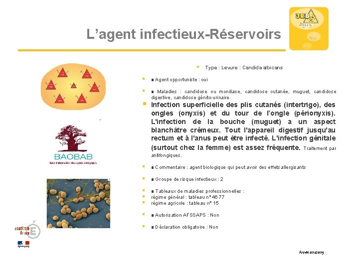 L’agent infectieux-Réservoirs § Type : Levure : Candida albicans § ■ Agent opportuniste :