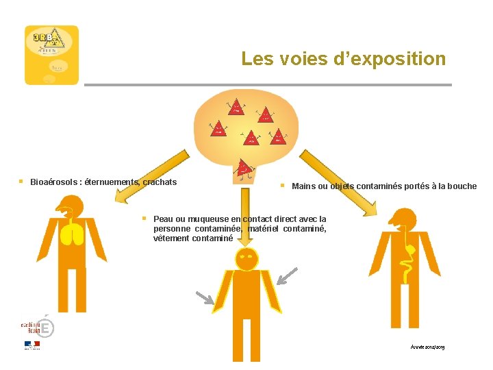 Les voies d’exposition § Bioaérosols : éternuements, crachats § § Mains ou objets contaminés