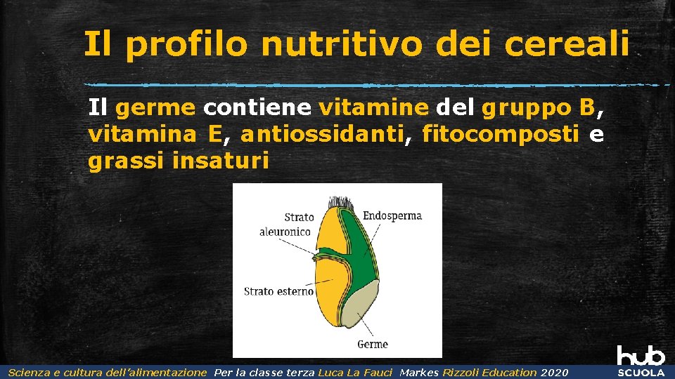 Il profilo nutritivo dei cereali Il germe contiene vitamine del gruppo B, vitamina E,