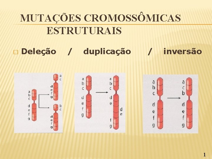 MUTAÇÕES CROMOSSÔMICAS ESTRUTURAIS � Deleção / duplicação / inversão 1 