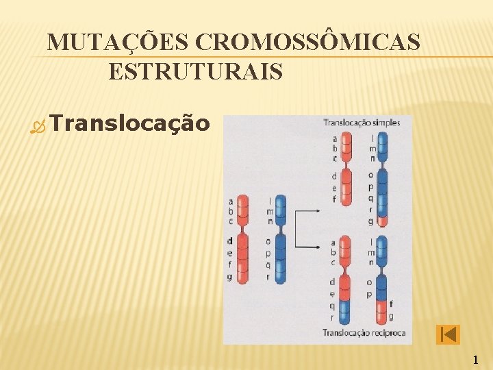 MUTAÇÕES CROMOSSÔMICAS ESTRUTURAIS Translocação 1 