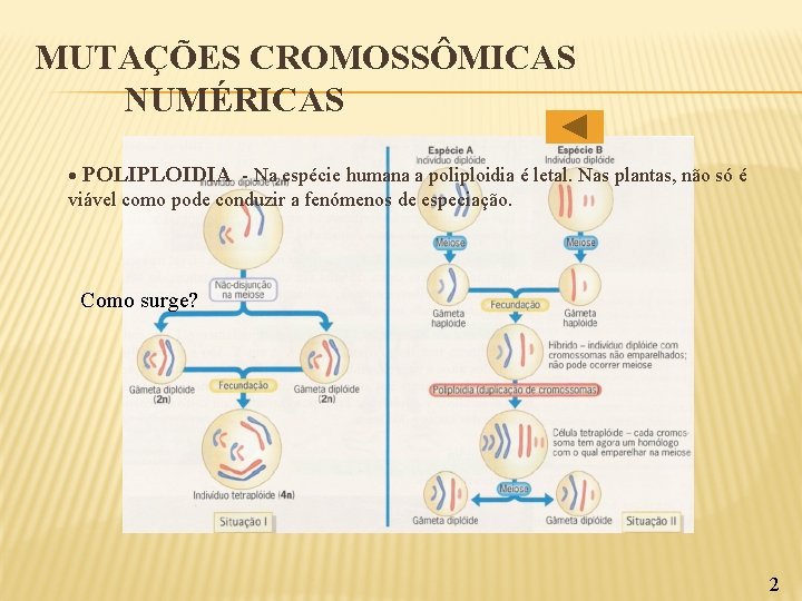 MUTAÇÕES CROMOSSÔMICAS NUMÉRICAS POLIPLOIDIA - Na espécie humana a poliploidia é letal. Nas plantas,