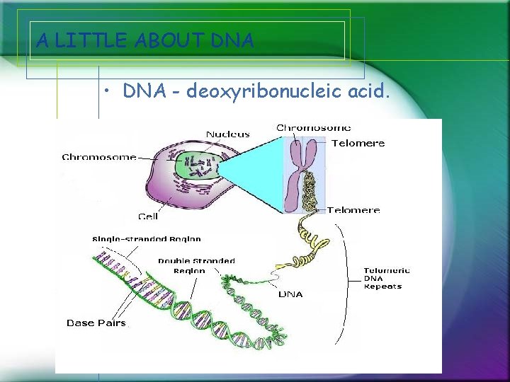 PROCESSING DNA TOKENS IN PARALLEL COMPUTING Presented by