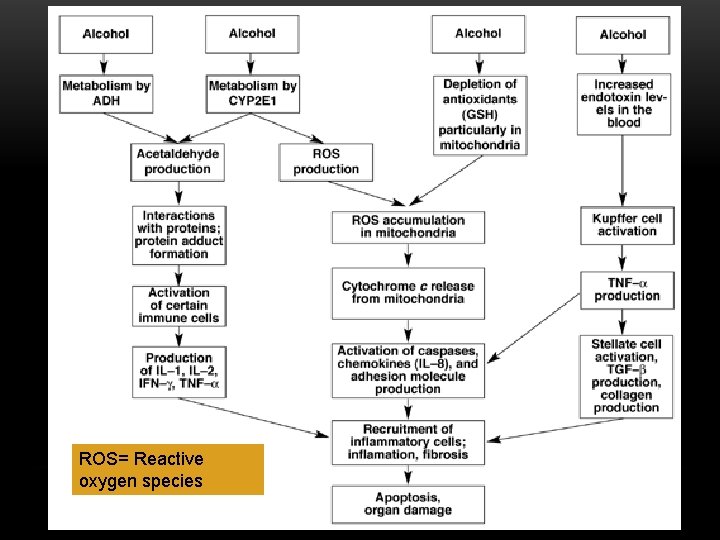 ROS= Reactive oxygen species 