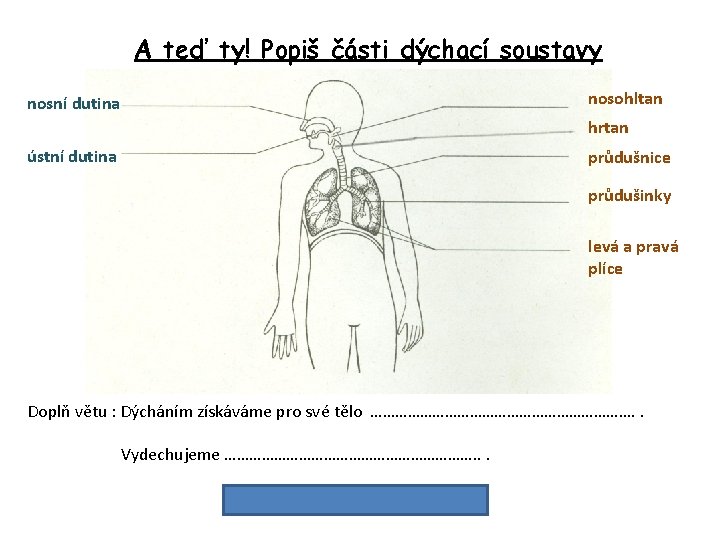 A teď ty! Popiš části dýchací soustavy nosohltan nosní dutina hrtan ústní dutina průdušnice