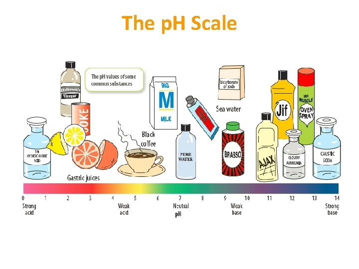 The p. H Scale The p. H Scale