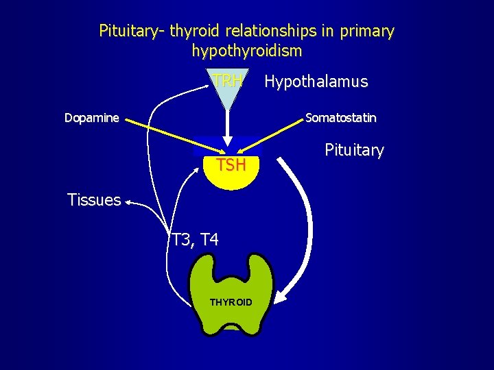 Pituitary- thyroid relationships in primary hypothyroidism TRH Dopamine Hypothalamus Somatostatin TSH Tissues T 3,