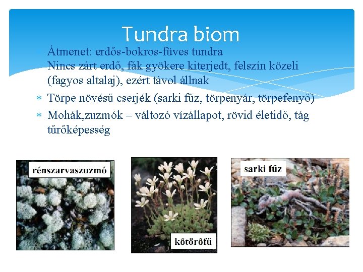 Tundra biom Átmenet: erdős-bokros-füves tundra Nincs zárt erdő, fák gyökere kiterjedt, felszín közeli (fagyos