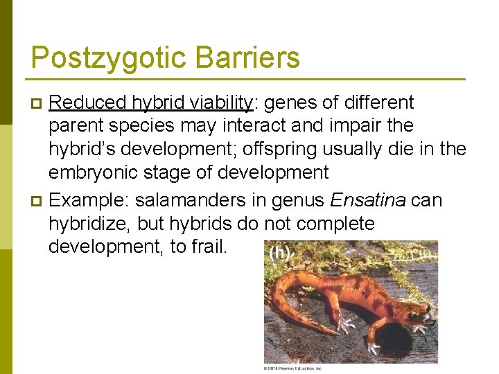 Postzygotic Barriers Reduced hybrid viability: genes of different parent species may interact and impair