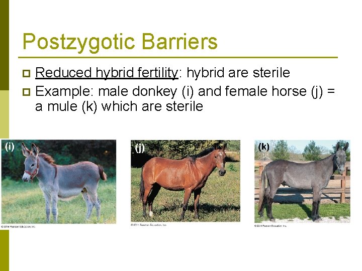 Postzygotic Barriers Reduced hybrid fertility: hybrid are sterile p Example: male donkey (i) and