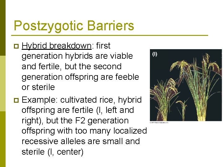 Postzygotic Barriers Hybrid breakdown: first generation hybrids are viable and fertile, but the second