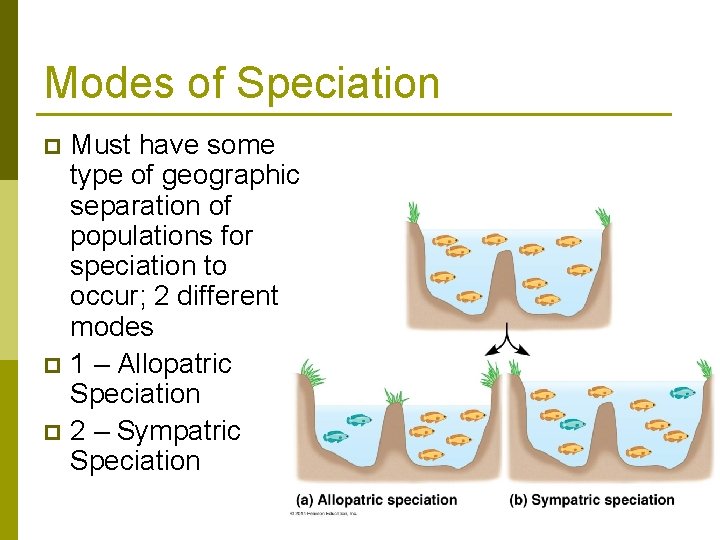 Modes of Speciation Must have some type of geographic separation of populations for speciation