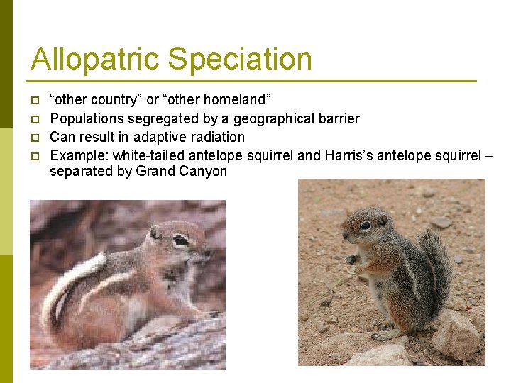 Allopatric Speciation p p “other country” or “other homeland” Populations segregated by a geographical