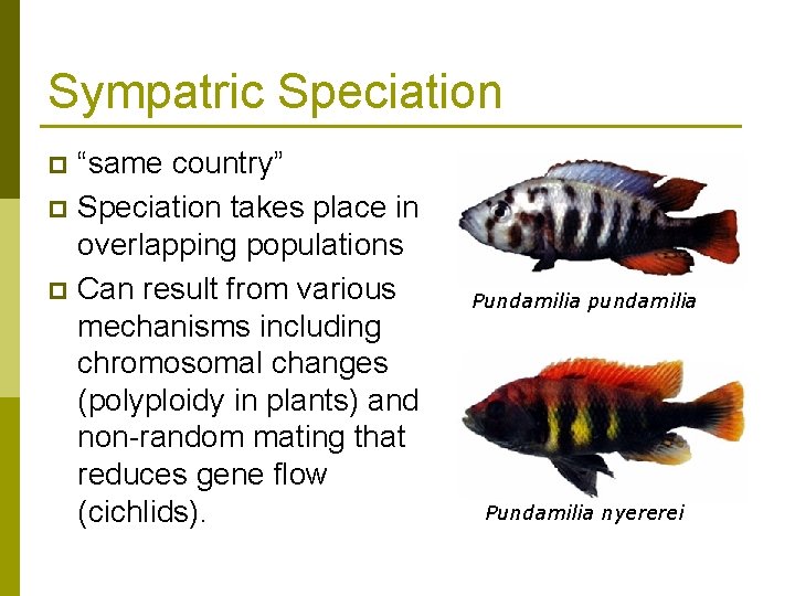 Sympatric Speciation “same country” p Speciation takes place in overlapping populations p Can result