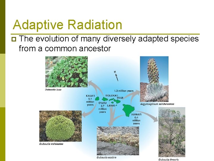 Adaptive Radiation p The evolution of many diversely adapted species from a common ancestor