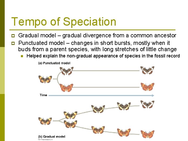 Tempo of Speciation p p Gradual model – gradual divergence from a common ancestor