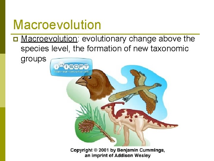 Macroevolution p Macroevolution: evolutionary change above the species level, the formation of new taxonomic