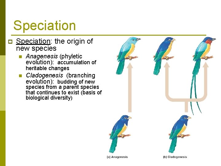 Speciation p Speciation: the origin of new species n Anagenesis (phyletic evolution): accumulation of